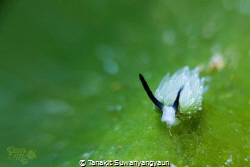 Grazing lamb

Costasiella kuroshimae nudibranch on a ti... by Tanakit Suwanyangyaun 
